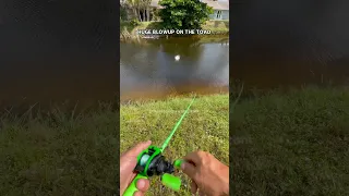 That Blowup Link To My Toad Urbanfloridafishing Com Urbanfloridafishing Fishing 