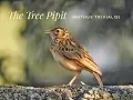 Download Lagu The Tree Pipit (Anthus Trivialis)