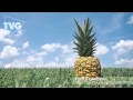 Download Lagu Fools Garden - Lemon Tree (Mike Wit \u0026 Garabatto Remix)