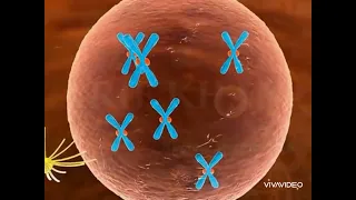 Nurses Zone(documentary)-by-Chipo James Mainda=Mitosis