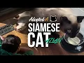 ADOPTED A SIAMESE CAT AZLAN