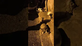 قط لحقني علبيت حالف يمين انو يتعشا عندي 