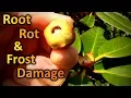 Download Lagu This is What Root Rot and Frost Damage Look Like | Phytophthora, the Rhododendron Killer