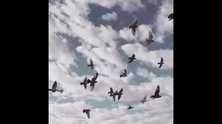 حالات واتس انا قلبي كنت بخاف علية اجمل اغنية وائل جسار بدون اسم 