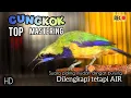 Lagu 🔴 CUCAK CUNGKOK TOP MASTERING || dilengkapi dengan terapi air dan jeda 2 menit