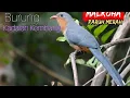 Lagu Kadalan kembang si burung cantik tapi suara menyeramkan