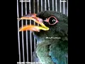 Download Lagu MASTERAN KOMPILASI 12 BURUNG GURU VOKAL TERBAIK UNTUK BURUNG LOMBA JUARA FOR MURAI CUCAK IJO KACER
