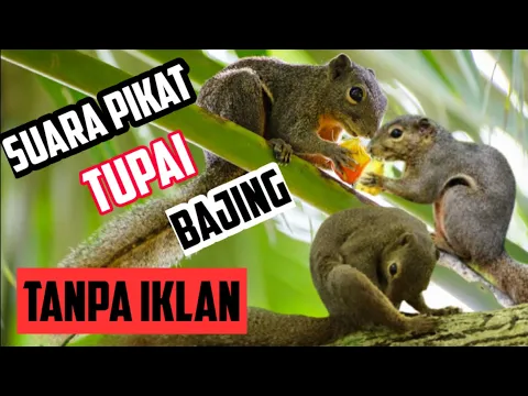 Download MP3 Suara Pikat Tupai Bajing Kelapa  Suara Nyaring Tanpa Iklan