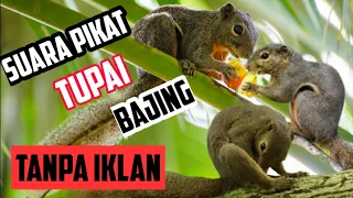 Download Suara Pikat Tupai Bajing Kelapa  Suara Nyaring Tanpa Iklan MP3