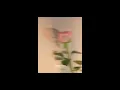 Download Lagu Valentine by laufey (sped up)