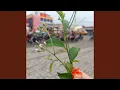 Download Lagu Dirimu Sungguh Berharga