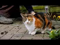 Which plants and flowers are safe or toxic for cats