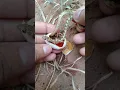 Download Lagu snake egg opening । #snake #shorts #nature