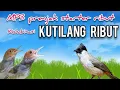 Download Lagu MP3 Prenjak Starter Ribut Kombinasi Kutilang Ribut Untuk Pikat Burung Kecil