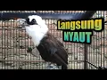 Langsung nyaut ‼ Poksay jambul gacor spesialis pancing bunyi