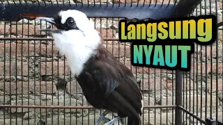 langsung nyaut poksay jambul gacor spesialis pancing bunyi