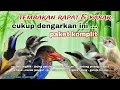 Lagu Kompilasi Masteran Cucak ijo Terlengkap Full Tembakan KASAR Speed RAPAT