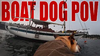 POV: A Day in the Life of a Liveaboard Boat Dog
