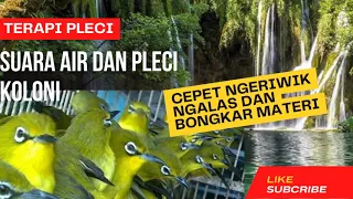 terapi pleci suara air dan pleci koloni cepet ngewik ngalas dan bongkar materi