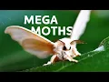 Lagu Unravelling The Mysteries Behind These Unique Butterflies And Mega Moths | Insect Documentary