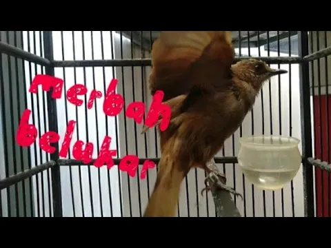 cucak lumutmerbah belukar gacor volume keceng