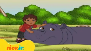 רוץ דייגו רוץ: חם להיפופוטם | ניק ג'וניור