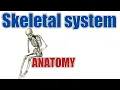 Anatomy The Skeletal system List of bones