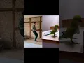Download Lagu Amazing dance duet with parrot @Darwinsbirdism 🦜