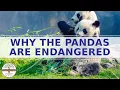 WHY THE PANDAS ARE ENDANGERED