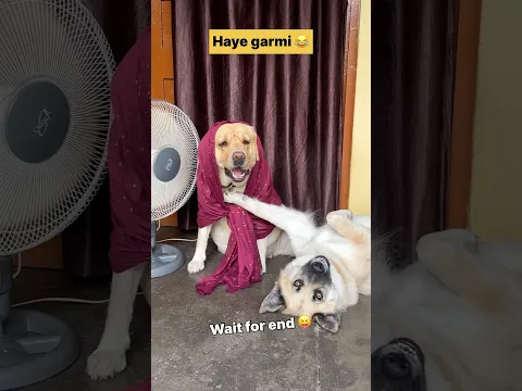 Haye garmi 😂 || labra rubi || #shorts #youtubeshorts #labrador #dog #funny #memes #viralshorts