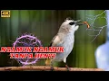 Download Lagu SUARA TRUCUKAN GACOR ROPELAN PANJANG cocok untuk pancingan trucuk bahan