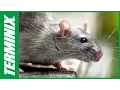 Rat Control Essential Tips for Businesses