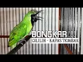 Download Lagu Cucak Ijo Gacor BONGKAR ISIAN - Cililin Kapas Tembak dan Gereja Tarung
