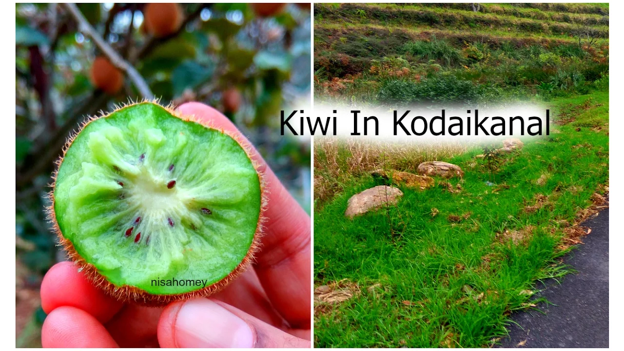 Kiwi In Kodaikanal? - Kodaikanal Vlog Part 2 - Nisa Homey