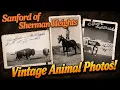 Vintage Animal Photos