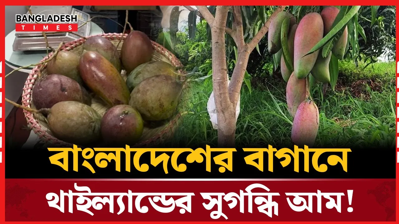 দেশি মাটিতে থাইল্যান্ডের স্বাদ! সাড়া ফেলেছে থাই আম!