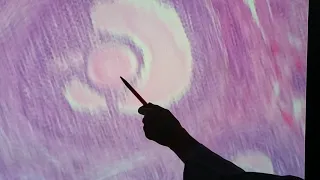 Histologia Ovário