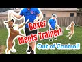 Out of Control BOXER meets Dog Trainer