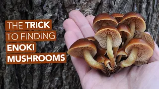 the trick to finding edible enoki mushrooms