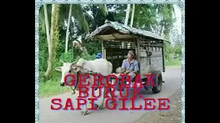 gerobak buruk sapi gile