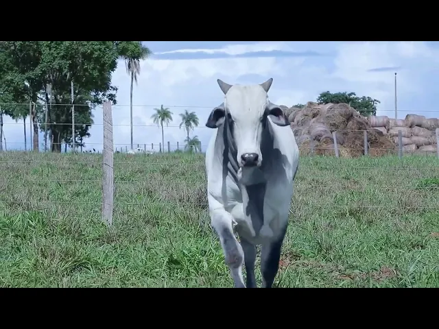 Touro Nelore OCT - 193