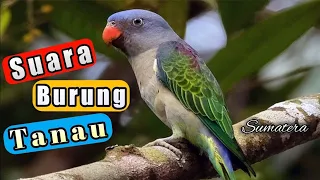 suara burung tanau nuri tanau sumatra