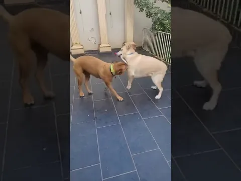 Two Dogs. One Toy. Endless Fun!
