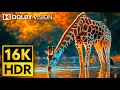 Lagu 16K VIDEO ULTRA HD Dolby Vision HDR 120fps - Cutest Animals of The World #Wildlife #BGM