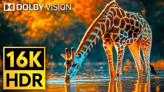16K VIDEO ULTRA HD Dolby Vision HDR 120fps Cutest Animals Of The World Wildlife BGM 