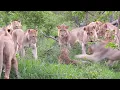 Download Lagu 12 LIONS attack LEOPARD!