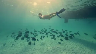 Dolphin Catamarans Aruba Snorkeling Best Catamaran Experience in Aruba