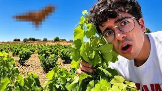 COMPRAMOS una FINCA para SALVAR A ESTE ANIMAL!!!