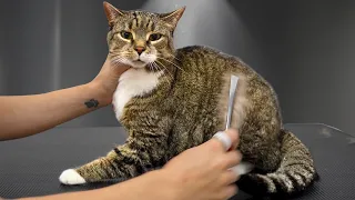 Another Cat Who Forgot She's Supposed to Be a Cat😂