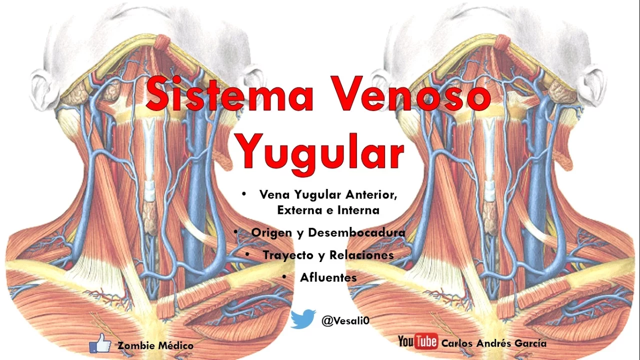 Anatomía - Venas Yugulares Anterir, Externa e Interna (Origen, Trayecto, Afluentes)